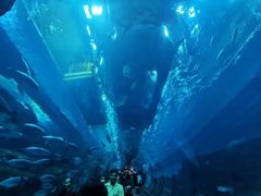 -迪拜水族馆及水下动物园