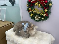 -爱洗澡的猫(望京店)