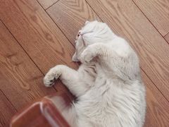 -欣宠猫屋·矮脚拿破仑·蓝金金渐层