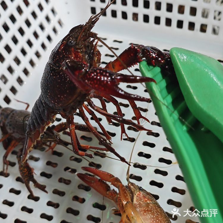 盘中虾🦞