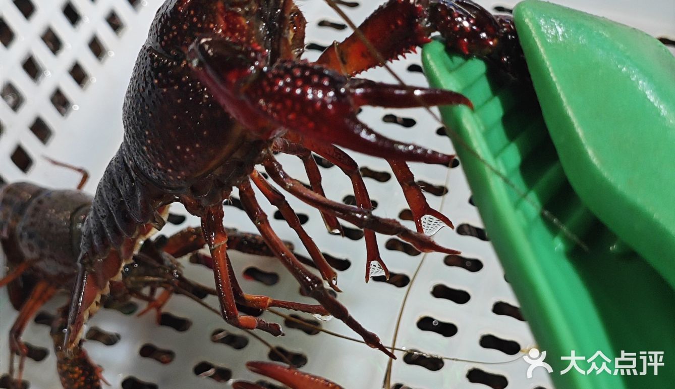 盘中虾🦞
