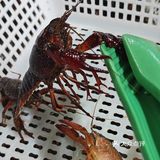 盘中虾🦞