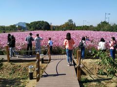 -田园东方蜜桃村的田野营地