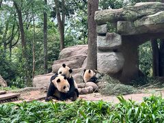 -中国大熊猫保护研究中心雅安碧峰峡基地