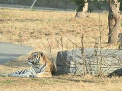 -上海野生动物园老虎餐厅