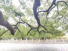 -岳阳楼景区