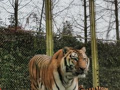 -上海野生动物园