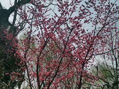 -桃花堤公园