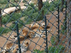 -大连森林动物园