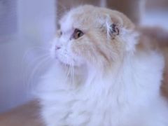 -喵园·猫主题咖啡厅·撸猫·猫咖(国贸店)