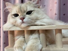 -博特宠物医院24h犬猫全科.骨科·异宠