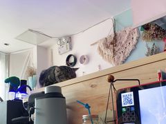 -平行世界·猫咖(首经贸店)
