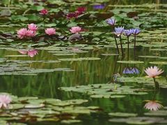 -国家植物园南园