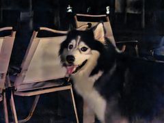 -爪吧宠物乐园 (温榆河示范区店)