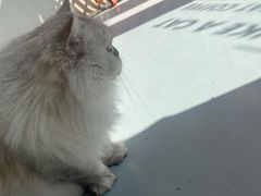 -猫友咖啡店(玉林西路店)