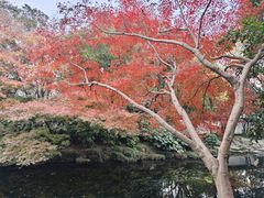 -秋霞圃