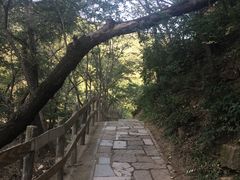 -大岭沟猕猴桃谷风景区