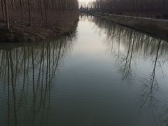 -合肥滨湖国家森林公园