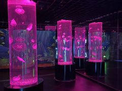 -西安曲江海洋极地公园