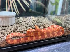 -FAIRYLAND龙族星球主题餐厅(凯丹广场店)