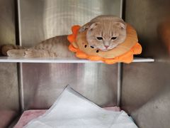 -艾吉宠物医院·疑难杂症转诊中心·猫友好(碧江路院)