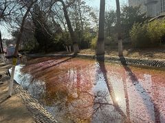 -桃花堤公园