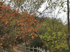 -北京西山国家森林公园