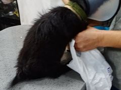 -宠颐生斯嘉宠物医院·急重症·心内科(谷阳北路分院)