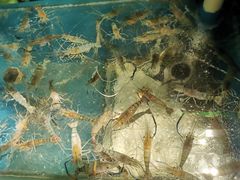 -Thai Basil罗勒叶泰式餐厅(时代天街店)