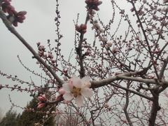 -桥西拉面