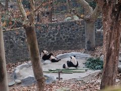 -都江堰中华大熊猫苑