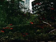 -成都市活水公园