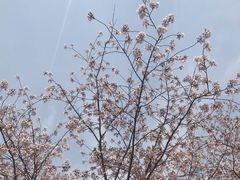 -顾村公园