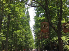 -东平国家森林公园