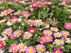 -松山湖梦幻百花洲
