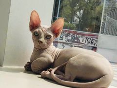 -飞行喵MR PILOT|猫舍·猫咖(静安大融城店)