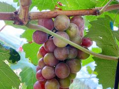 -美家乐农庄·露营·团建(大治路店)