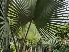 -北京植物园-展览温室