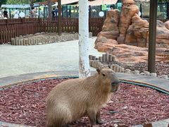 -大连森林动物园