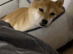 -宠颐生宠物医院(·宠保定点·鹰潭分院)
