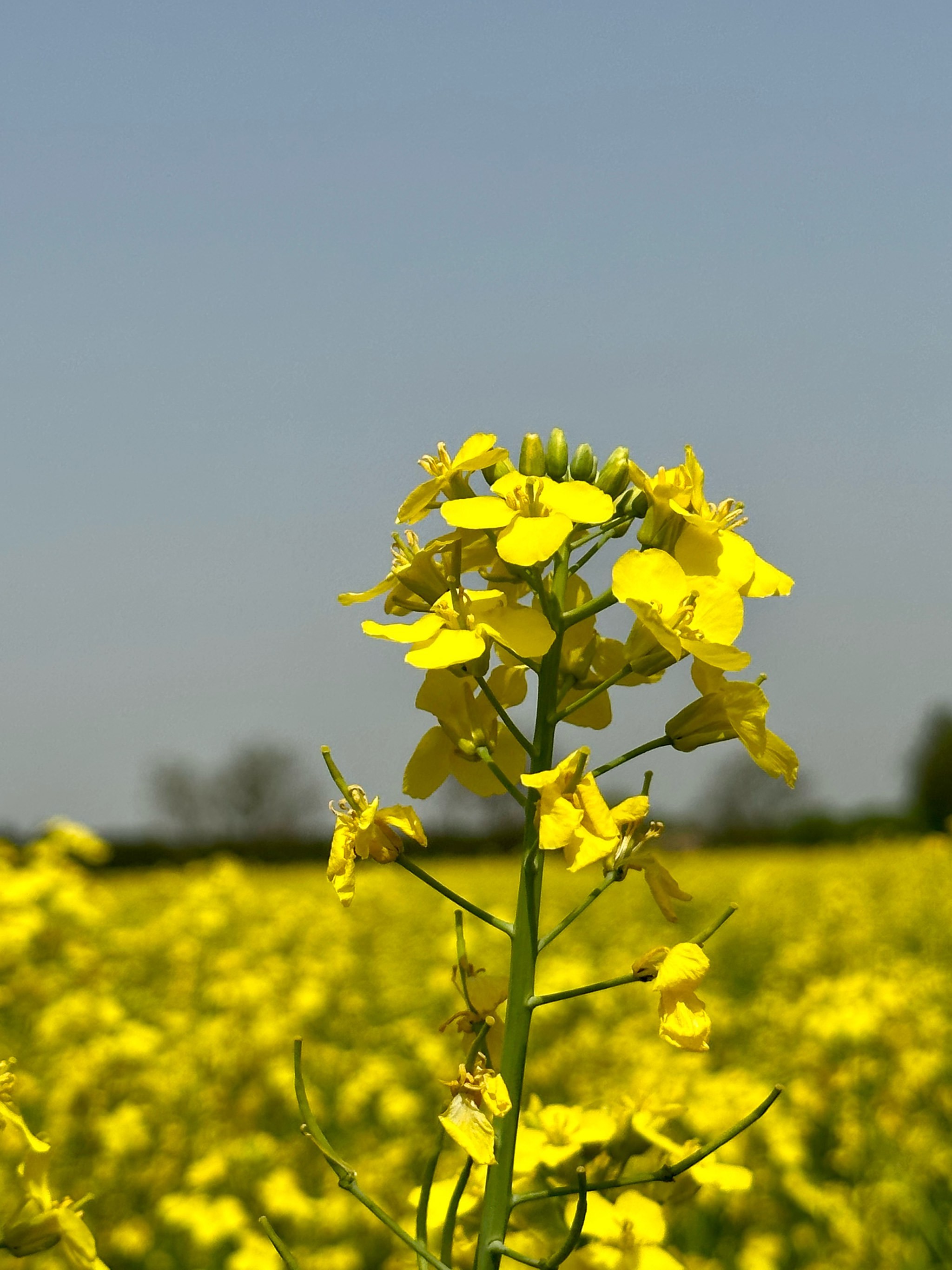 西安市区🌾大片油菜花麦田没人拍