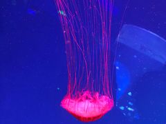 -芜湖新华联大白鲸海洋公园