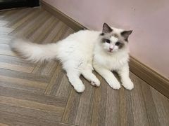 -酷豆宠物咖啡·宠物美食·撸猫馆