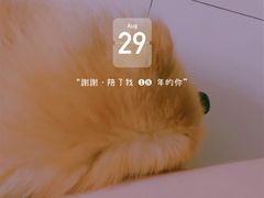 -彩虹桥宠物火化殡葬善终服务(金乐大厦店)