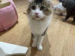 -1013 PET SHOP精品宠物商店(丁香店)