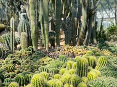 -深圳仙湖植物园