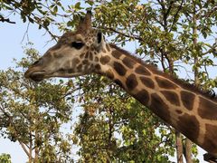 -清迈夜间动物园