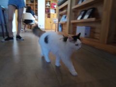 -猫咖时代(中山亭店)