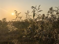 -合肥滨湖国家森林公园