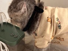 -楼上猫咖(罗湖店)